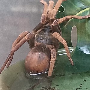 Unknown tarantula at PC
