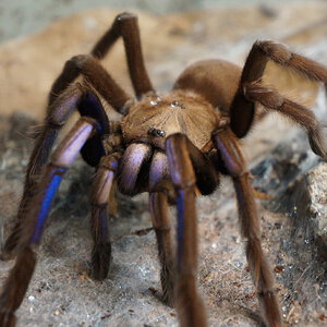 Chilobrachys sp electric blue