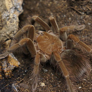 Pamphobeteus sp magnanegra