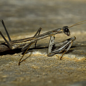 Mantis in Paros (Greece)