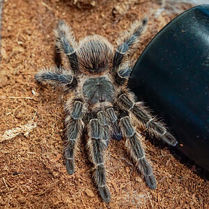 Lasiodora klugi immediately after molting