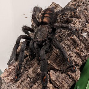 P. irminia "Irma"