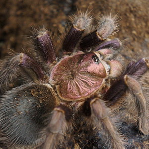 Phormictopus sp dominican purple