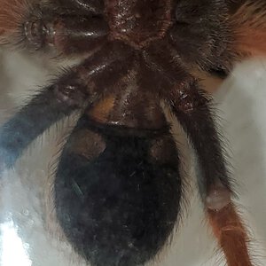 Brachypelma boehmei (pic 1 of 2) ~3.5 inches DLS