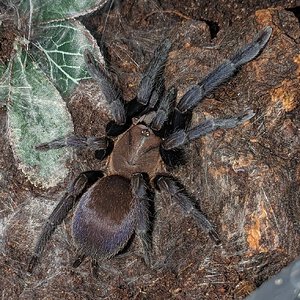 Orphnaecus sp. Quezon Blue, Female