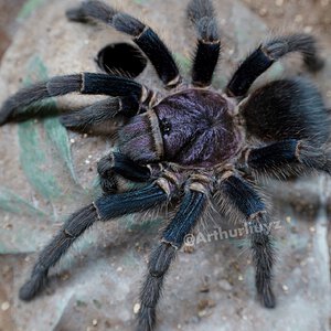 0.1 Phormictopus sp. "Dominican Purple"