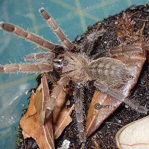 0.0.1 Citharognathus tongmianensis