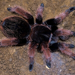 Brachypelma klaasi