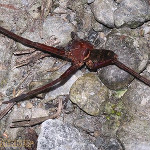 Sinopoda-exspectata7.jpg