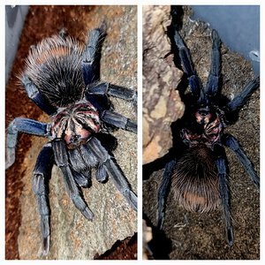 Xenesthis sp blue