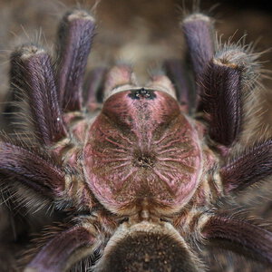 Phormictopus sp dominican purple