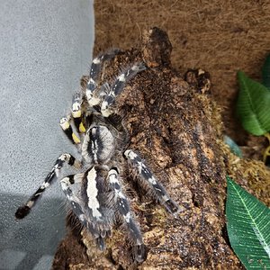 Poecilotheria regalis subadult female