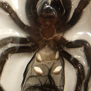 G. pulchra 2" (submerged in water)