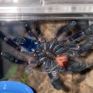 3.5” Caribena Versicolor