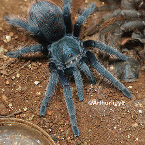 0.1 Aphonopelma mooreae