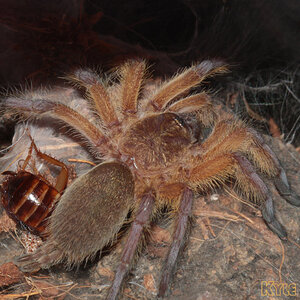 Harpactira-Pulchripes18.jpg