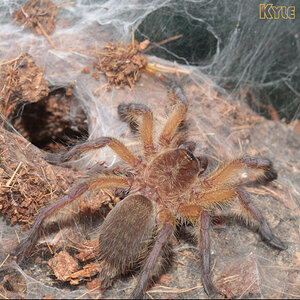 Harpactira-Pulchripes21.jpg