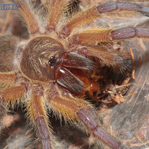 Harpactira-Pulchripes23.jpg