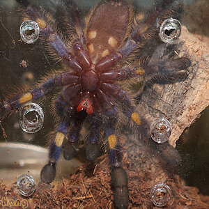 Poecilotheria-metallica29.jpg