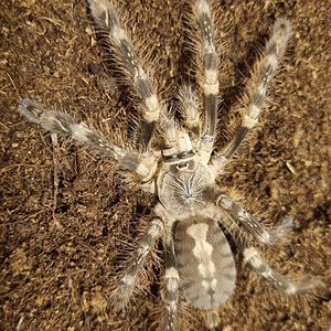 Poecilotheria subfusca Lowland juvenile 0,1