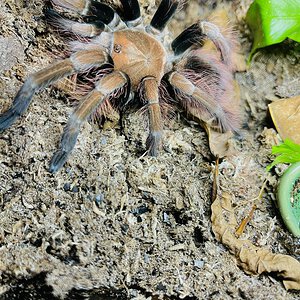 Pamphobeteus sp. “mascara” female