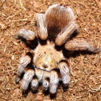 Aphonopelma sp. new river