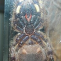 P. regalis