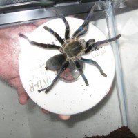 haplopelma lividum