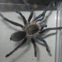 haplopelma lividum