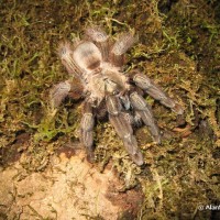 Psalmopoeus reduncus