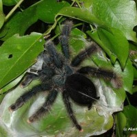 Avicularia sp. Isla Margarita