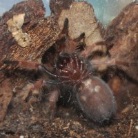 Brachypelma boehmei