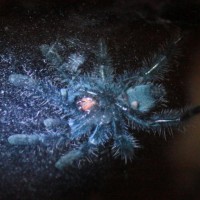 Avicularia versicolor