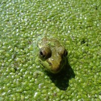 I have a weak spot for frogs!