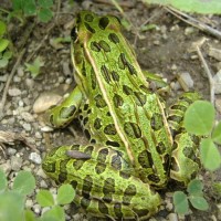 Leopard frog.