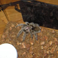 Rose Hair Tarantula (Name: Kikkoman)