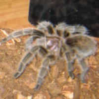 Rose Hair Tarantula (Name: Kikkoman)