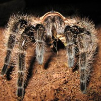 B. albopilosum