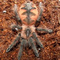 MY TARANTULA