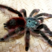 MY TARANTULA