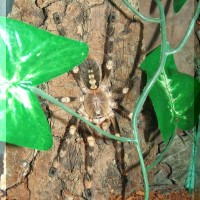 Poecilotheria subfusca female