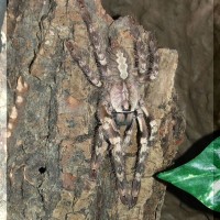 Poecilotheria pederseni subadult female