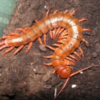 Scolopendra Subspinipes ''Red Dragon Morph''