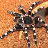 Acanthoscuria geniculata - Giant White Knee