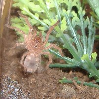 Grammostola rosea-Chili