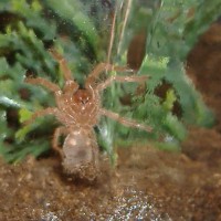 Grammostola rosea-Chili