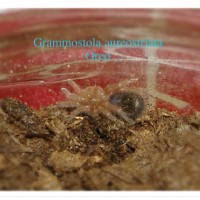 Grammostola aureostriata-Oréo