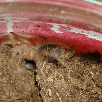 Grammostola aureostriata-Oréo