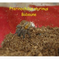 Pterinochilus murinus-Baboune