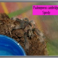 Psalmopoeus cambridgei-Speedy